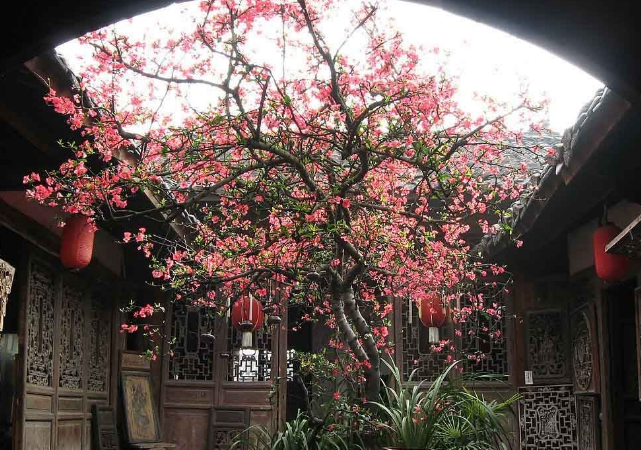 Cây cảnh "tiên của muôn hoa", trồng trong sân gia đình thịnh vượng, vàng ngọc đầy nhà- Ảnh 5. Cây cảnh "tiên của muôn hoa", trồng trong sân gia đình thịnh vượng, vàng ngọc đầy nhà- Ảnh 5.