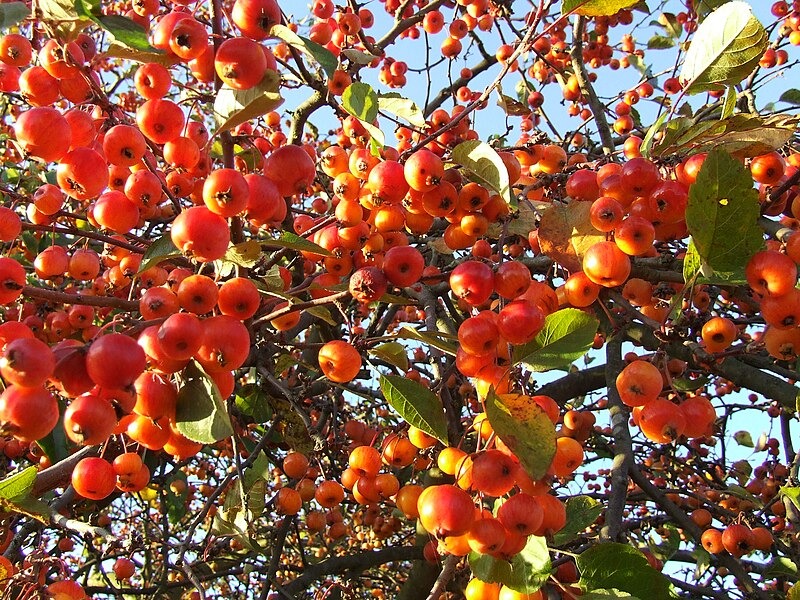 Cây cảnh "tiên của muôn hoa", trồng trong sân gia đình thịnh vượng, vàng ngọc đầy nhà- Ảnh 10. Cây cảnh "tiên của muôn hoa", trồng trong sân gia đình thịnh vượng, vàng ngọc đầy nhà- Ảnh 10.