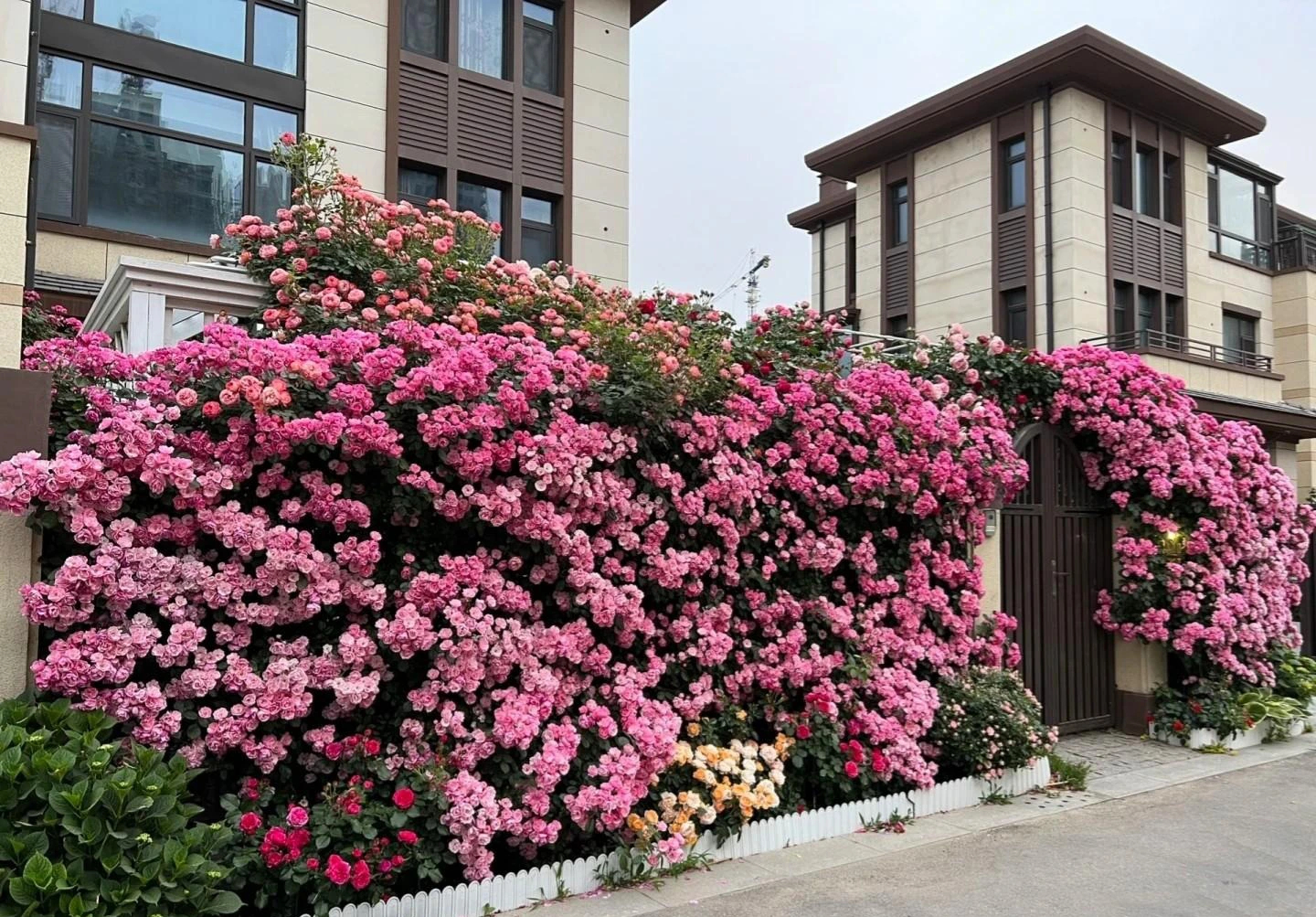 Cây cảnh phú quý như mây, "cỗ máy nổ hoa" suốt 4 mùa, bảo vệ gia đình, thu hút may mắn, tài lộc- Ảnh 1. Cây cảnh phú quý như mây, "cỗ máy nổ hoa" suốt 4 mùa, bảo vệ gia đình, thu hút may mắn, tài lộc- Ảnh 1.