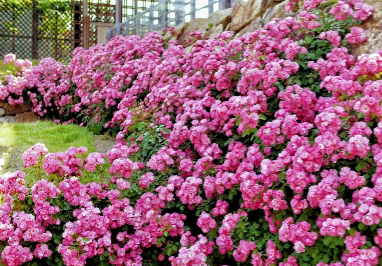 Cây cảnh phú quý như mây, "cỗ máy nổ hoa" suốt 4 mùa, bảo vệ gia đình, thu hút may mắn, tài lộc- Ảnh 10. Cây cảnh phú quý như mây, "cỗ máy nổ hoa" suốt 4 mùa, bảo vệ gia đình, thu hút may mắn, tài lộc- Ảnh 10.