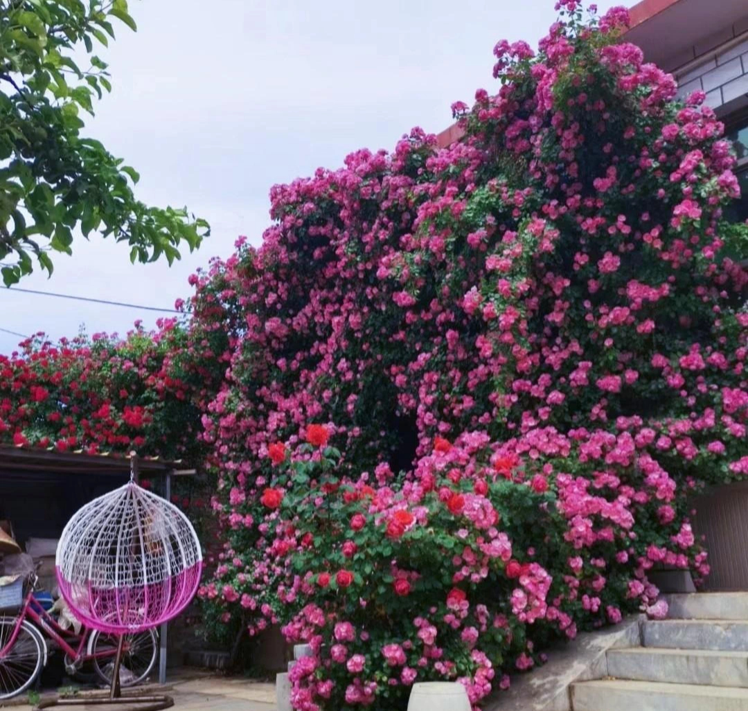 Cây cảnh phú quý như mây, "cỗ máy nổ hoa" suốt 4 mùa, bảo vệ gia đình, thu hút may mắn, tài lộc- Ảnh 12. Cây cảnh phú quý như mây, "cỗ máy nổ hoa" suốt 4 mùa, bảo vệ gia đình, thu hút may mắn, tài lộc- Ảnh 12.