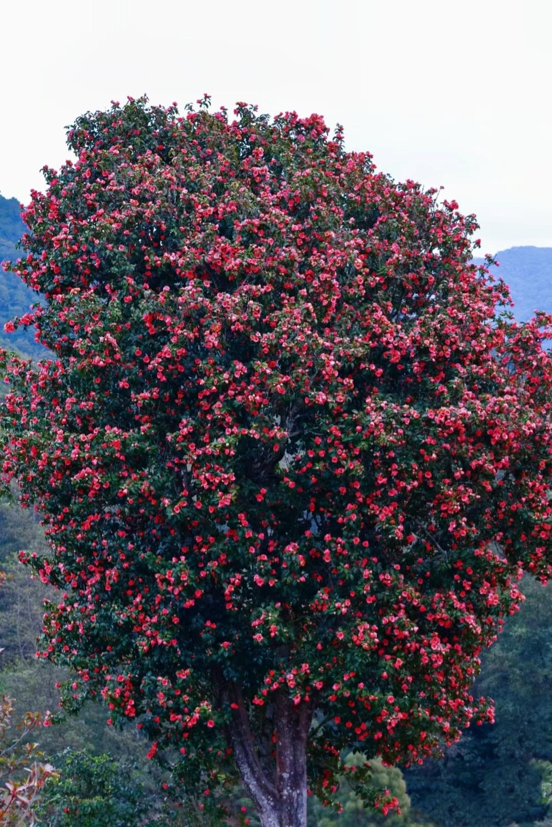 Cây cảnh chiêu tài nạp phúc, nở ngàn hoa rực rỡ, càng già càng có giá, gia đình ba đời thịnh vượng- Ảnh 14.