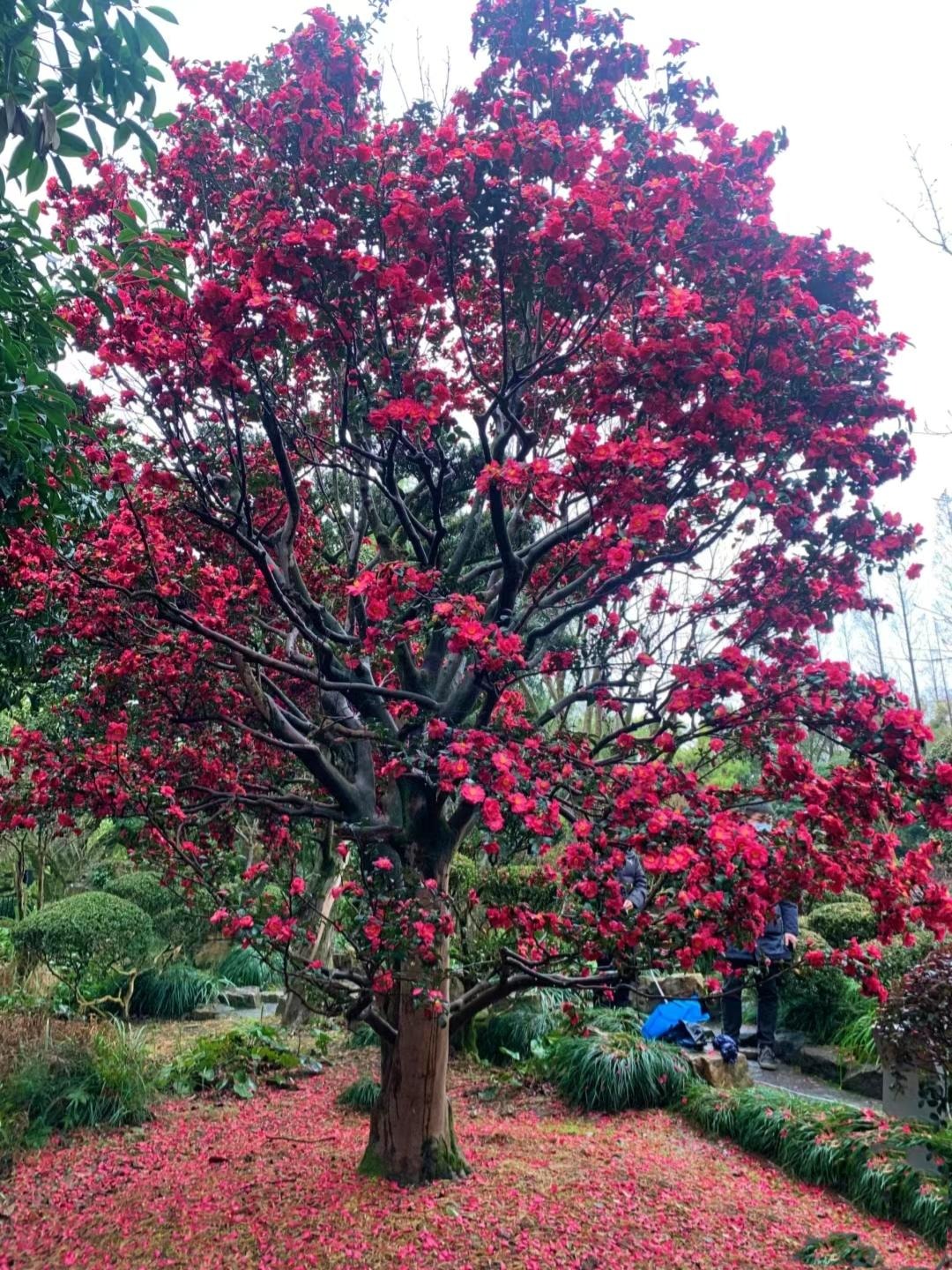 Cây cảnh chiêu tài nạp phúc, nở ngàn hoa rực rỡ, càng già càng có giá, gia đình ba đời thịnh vượng- Ảnh 9.