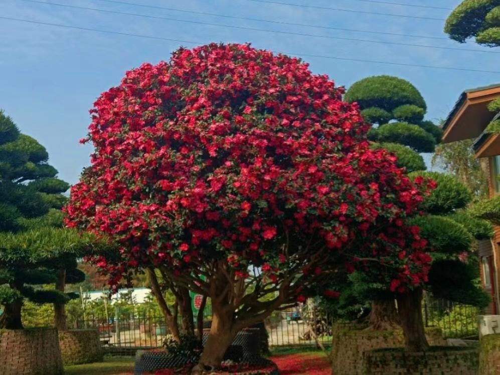 Cây cảnh chiêu tài nạp phúc, nở ngàn hoa rực rỡ, càng già càng có giá, gia đình ba đời thịnh vượng- Ảnh 1.