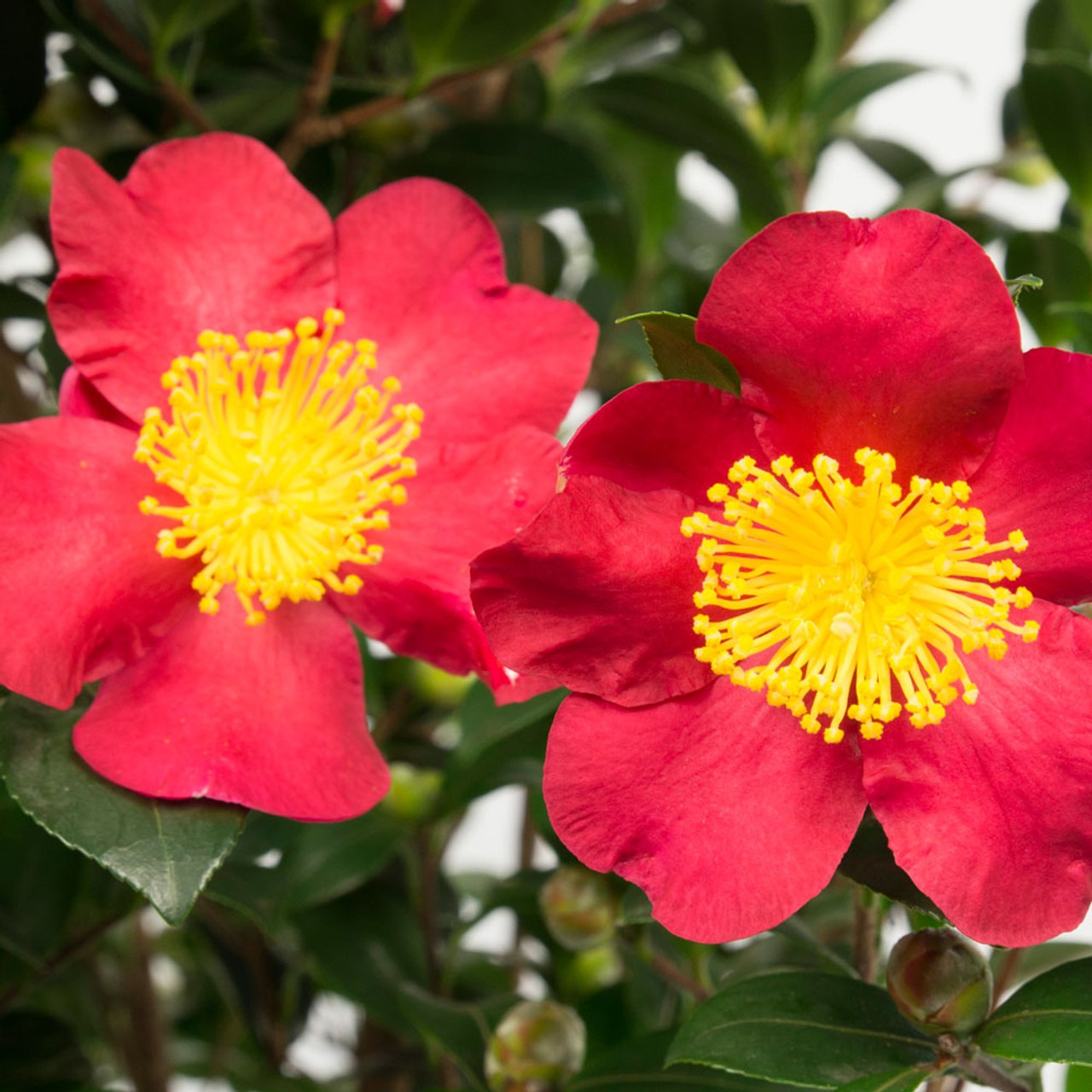 Cây cảnh chiêu tài nạp phúc, nở ngàn hoa rực rỡ, càng già càng có giá, gia đình ba đời thịnh vượng- Ảnh 6.