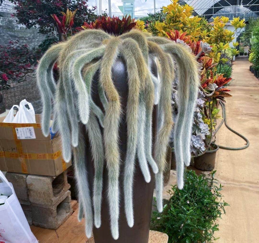 Cây cảnh hồ ly mê hoặc, như bước ra từ cổ tích, cầu phúc lộc, tình duyên cho gia chủ- Ảnh 11.