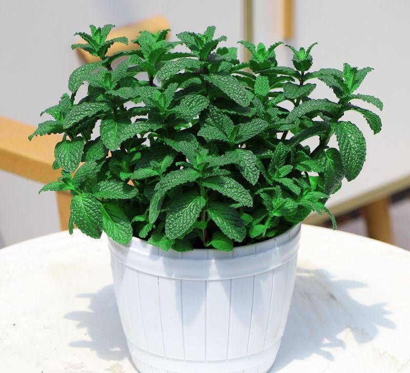 5 cây cảnh đuổi muỗi "cực mạnh", thơm nhà, giải nhiệt, không sợ sốt xuất huyết- Ảnh 10.