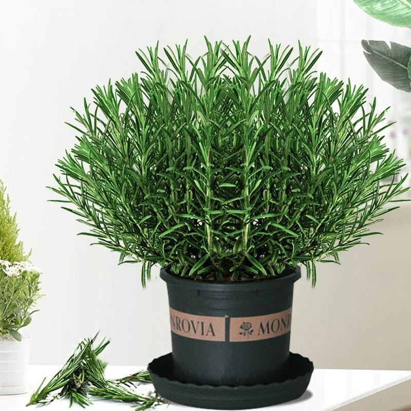 5 cây cảnh đuổi muỗi "cực mạnh", thơm nhà, giải nhiệt, không sợ sốt xuất huyết- Ảnh 2.