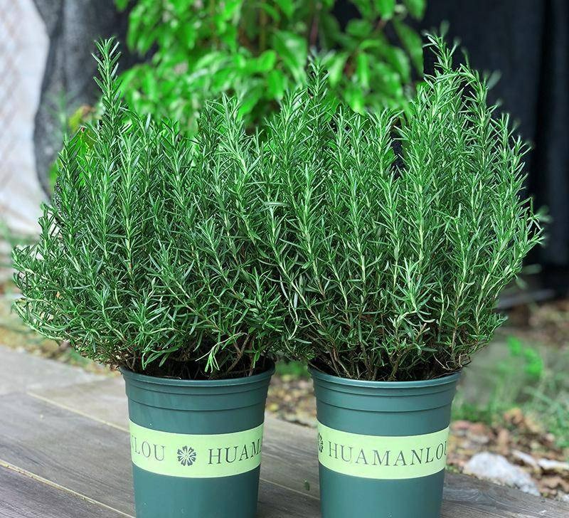 5 cây cảnh đuổi muỗi "cực mạnh", thơm nhà, giải nhiệt, không sợ sốt xuất huyết- Ảnh 3.