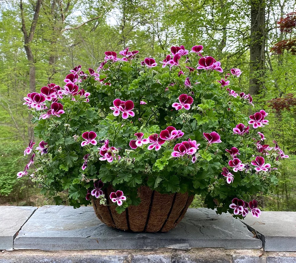 5 cây cảnh đuổi muỗi "cực mạnh", thơm nhà, giải nhiệt, không sợ sốt xuất huyết- Ảnh 4.