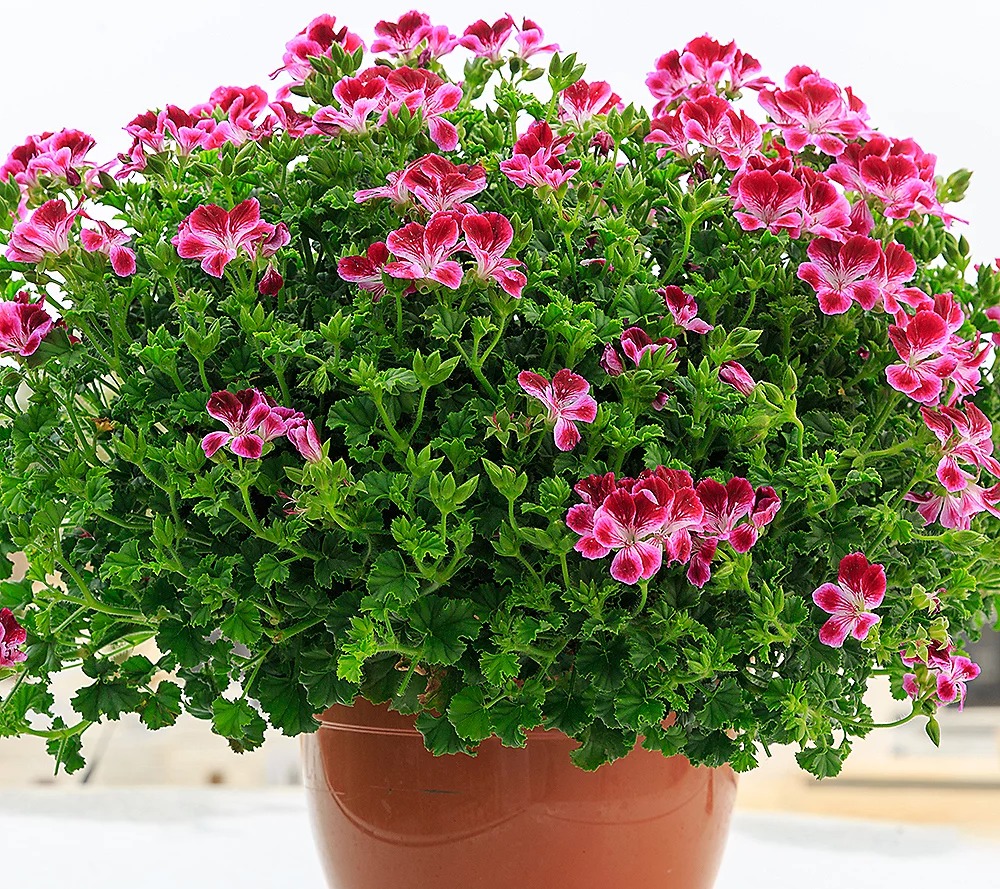 5 cây cảnh đuổi muỗi "cực mạnh", thơm nhà, giải nhiệt, không sợ sốt xuất huyết- Ảnh 5.