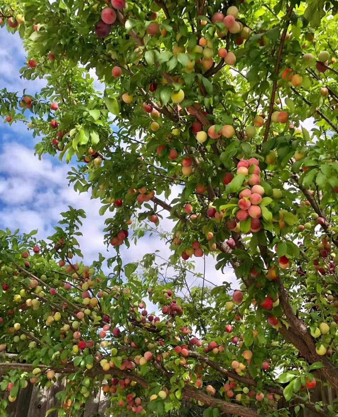 Nhà giàu thích trồng 6 cây cảnh này, hoa đẹp, quả ngon, gia đình phú quý càng thêm thịnh vượng- Ảnh 15.