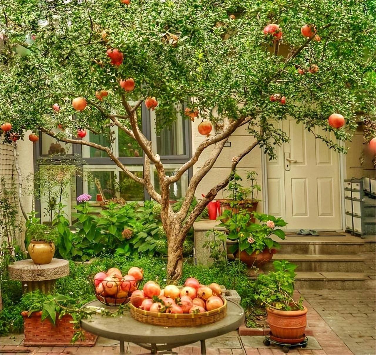 Nhà giàu thích trồng 6 cây cảnh này, hoa đẹp, quả ngon, gia đình phú quý càng thêm thịnh vượng- Ảnh 2.