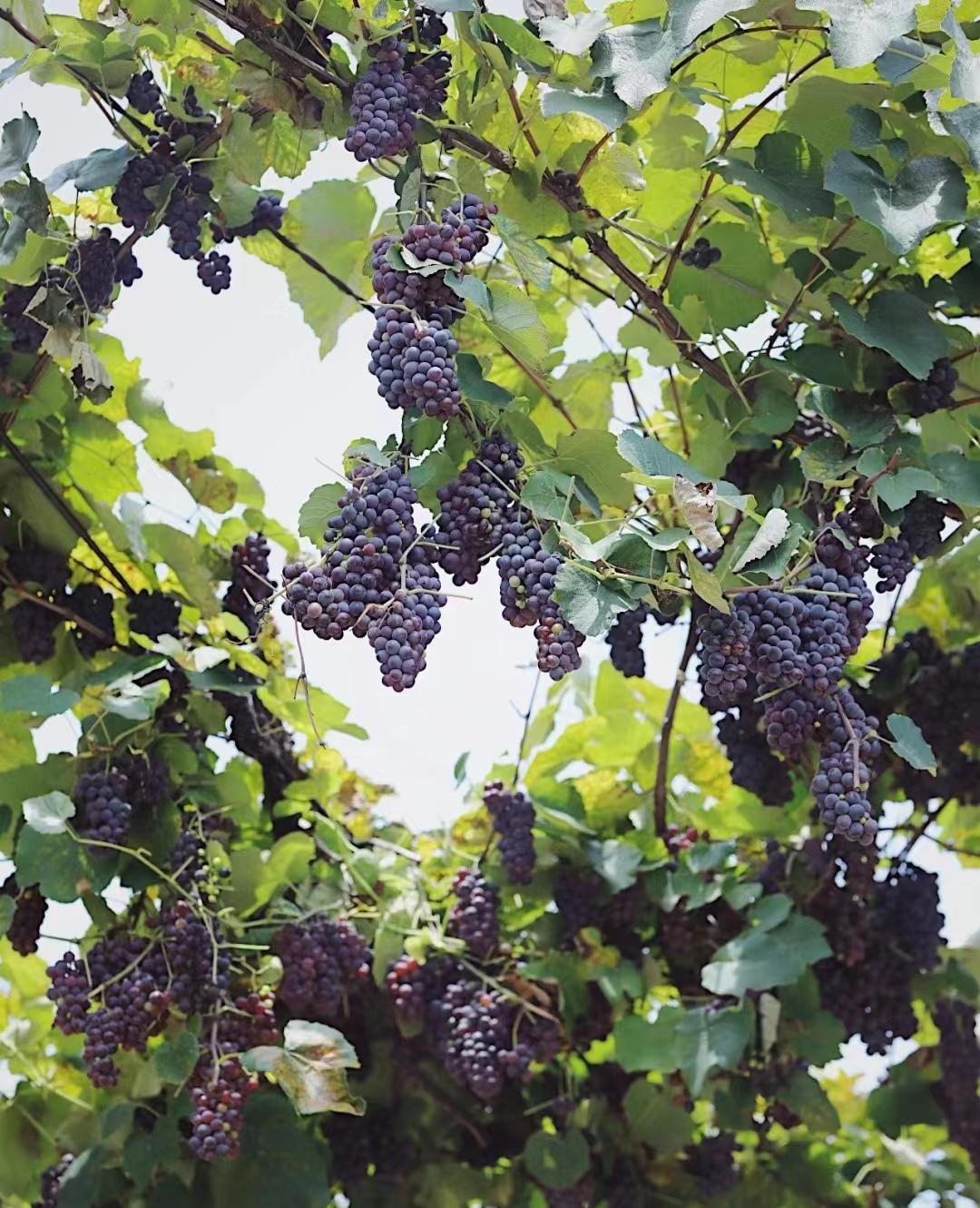 Nhà giàu thích trồng 6 cây cảnh này, hoa đẹp, quả ngon, gia đình phú quý càng thêm thịnh vượng- Ảnh 12.