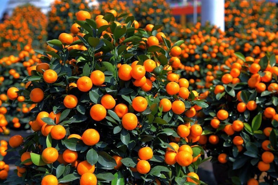 Nhà giàu thích trồng 6 cây cảnh này, hoa đẹp, quả ngon, gia đình phú quý càng thêm thịnh vượng- Ảnh 18.