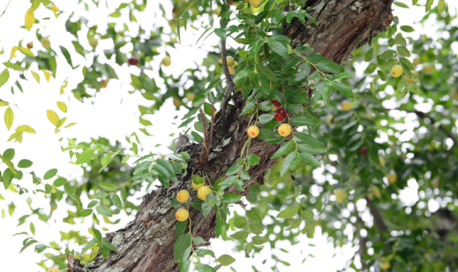 Nhà giàu thích trồng 6 cây cảnh này, hoa đẹp, quả ngon, gia đình phú quý càng thêm thịnh vượng- Ảnh 6.
