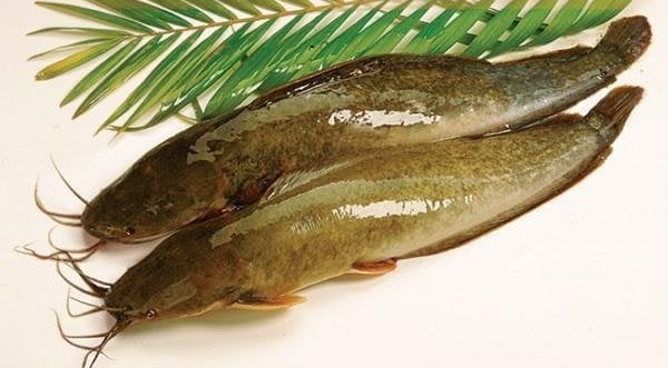 Loại cá ngon hơn cá lóc, bổ ngang vi cá mập, đem nấu cháo theo cách này ăn miễn chê- Ảnh 1.