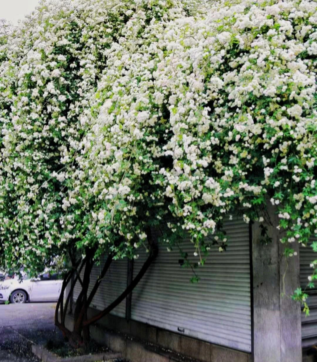 6 cây cảnh nhất định phải trồng nếu có sân, thác hoa trên trời rơi xuống, cuộc sống như, thơ mộng- Ảnh 1.