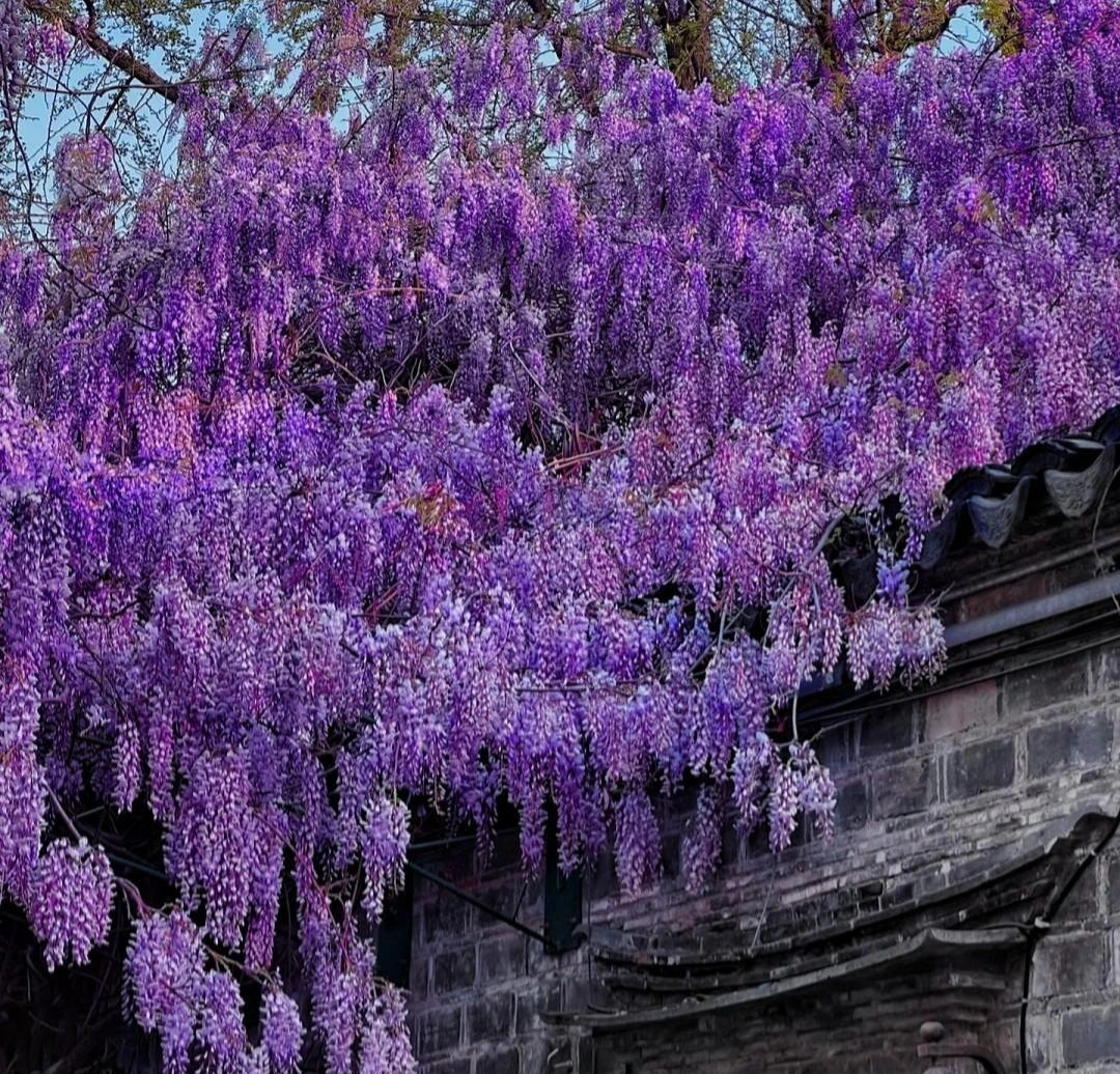6 cây cảnh nhất định phải trồng nếu có sân, thác hoa trên trời rơi xuống, cuộc sống như, thơ mộng- Ảnh 4.