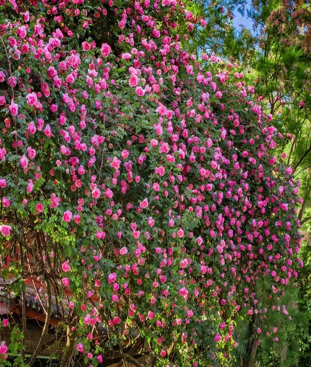 6 cây cảnh nhất định phải trồng nếu có sân, thác hoa trên trời rơi xuống, cuộc sống như, thơ mộng- Ảnh 9.