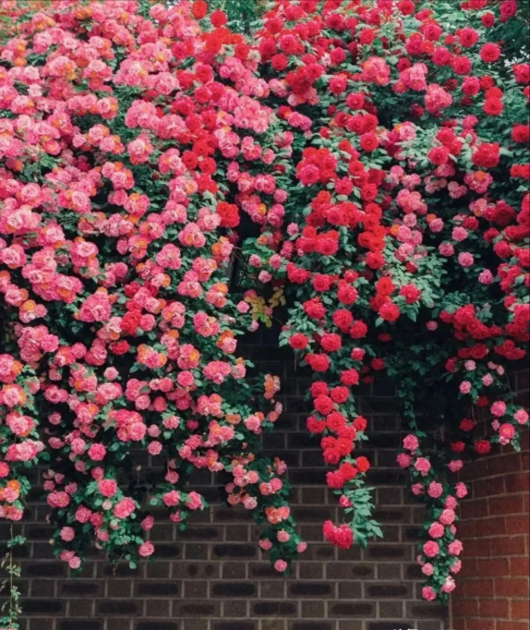 6 cây cảnh nhất định phải trồng nếu có sân, thác hoa trên trời rơi xuống, cuộc sống như, thơ mộng- Ảnh 10.