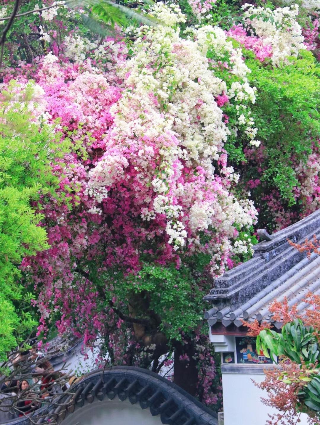 6 cây cảnh nhất định phải trồng nếu có sân, thác hoa trên trời rơi xuống, cuộc sống như, thơ mộng- Ảnh 12.