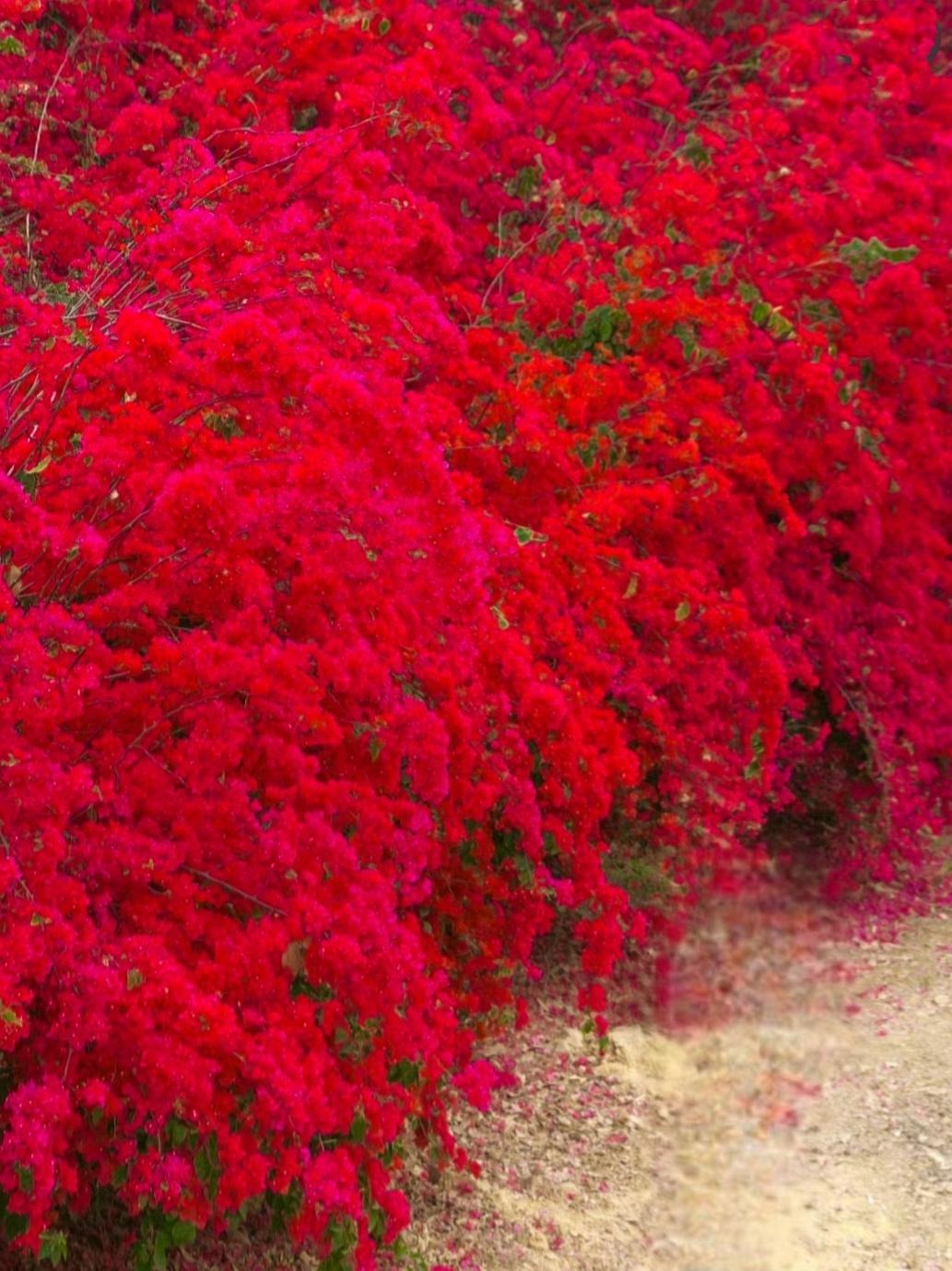 6 cây cảnh nhất định phải trồng nếu có sân, thác hoa trên trời rơi xuống, cuộc sống như, thơ mộng- Ảnh 14.