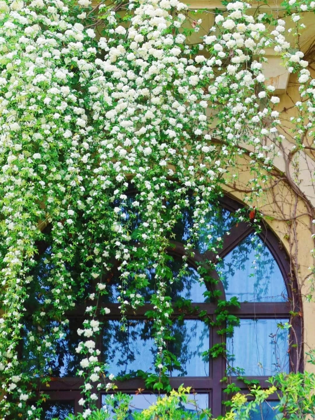 6 cây cảnh nhất định phải trồng nếu có sân, thác hoa trên trời rơi xuống, cuộc sống như, thơ mộng- Ảnh 2.