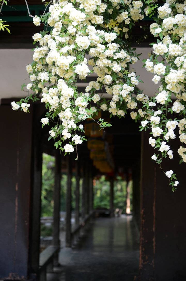 6 cây cảnh nhất định phải trồng nếu có sân, thác hoa trên trời rơi xuống, cuộc sống như, thơ mộng- Ảnh 3.