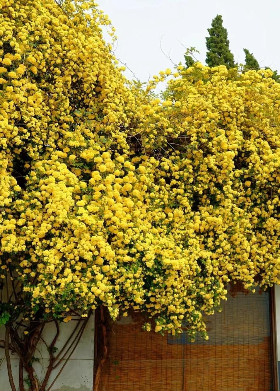 6 cây cảnh nhất định phải trồng nếu có sân, thác hoa trên trời rơi xuống, cuộc sống như, thơ mộng- Ảnh 18.