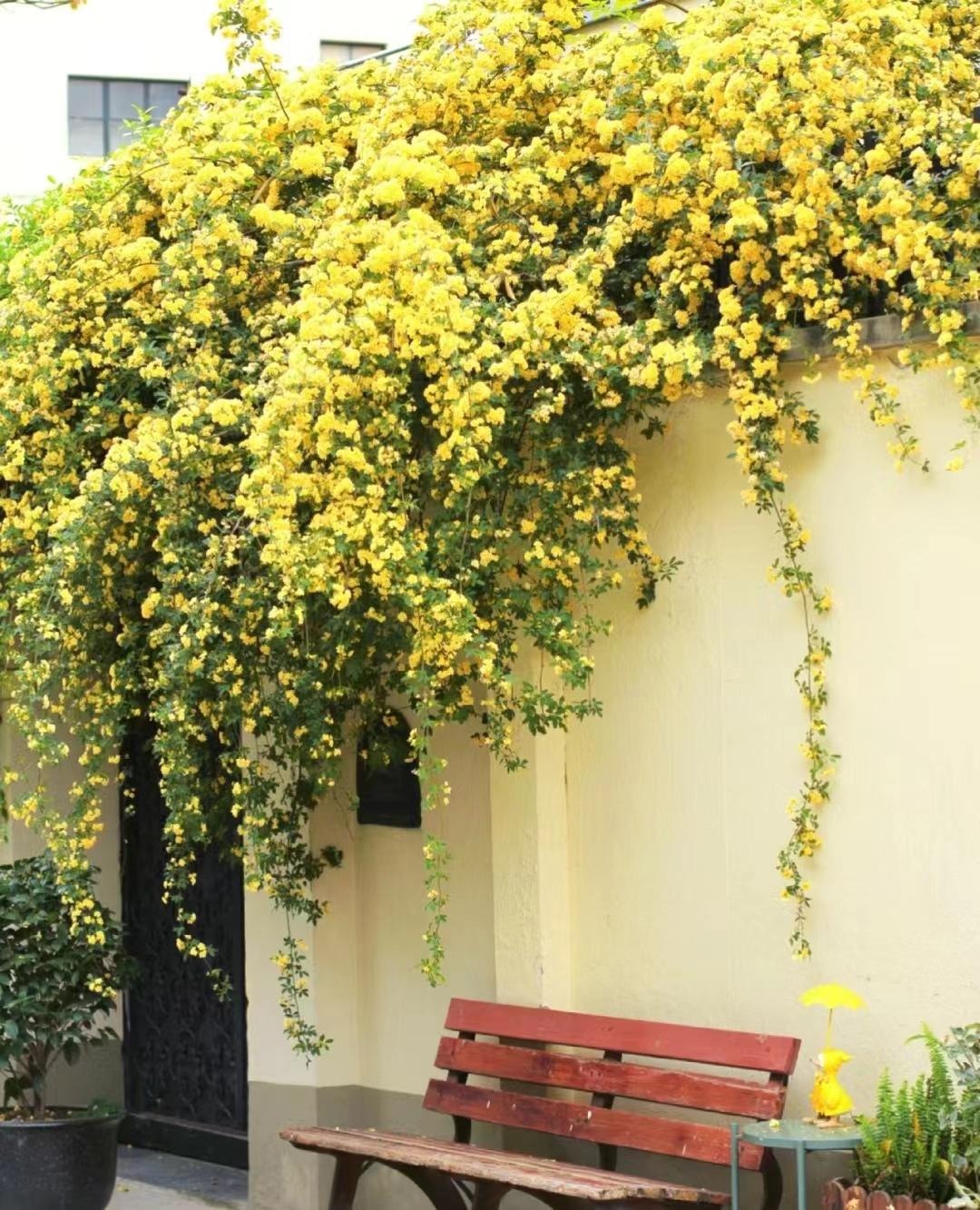 6 cây cảnh nhất định phải trồng nếu có sân, thác hoa trên trời rơi xuống, cuộc sống như, thơ mộng- Ảnh 19.