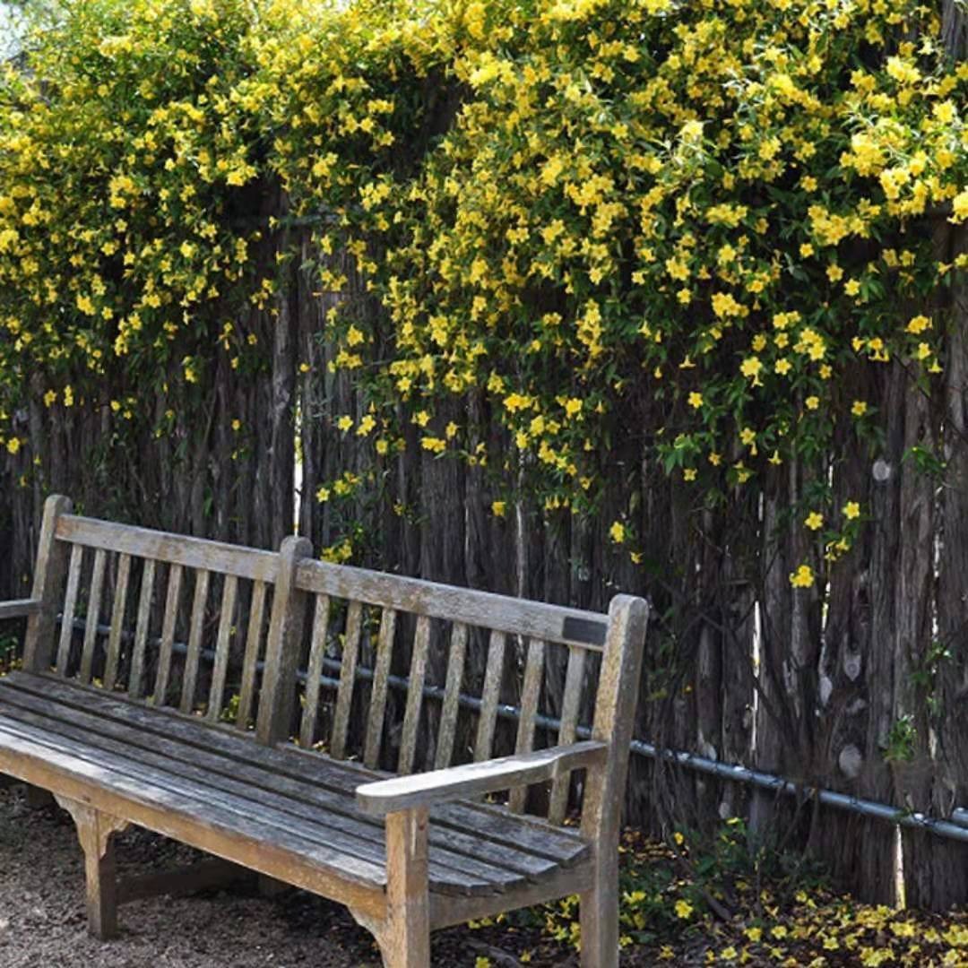 6 cây cảnh nhất định phải trồng nếu có sân, thác hoa trên trời rơi xuống, cuộc sống như, thơ mộng- Ảnh 17.