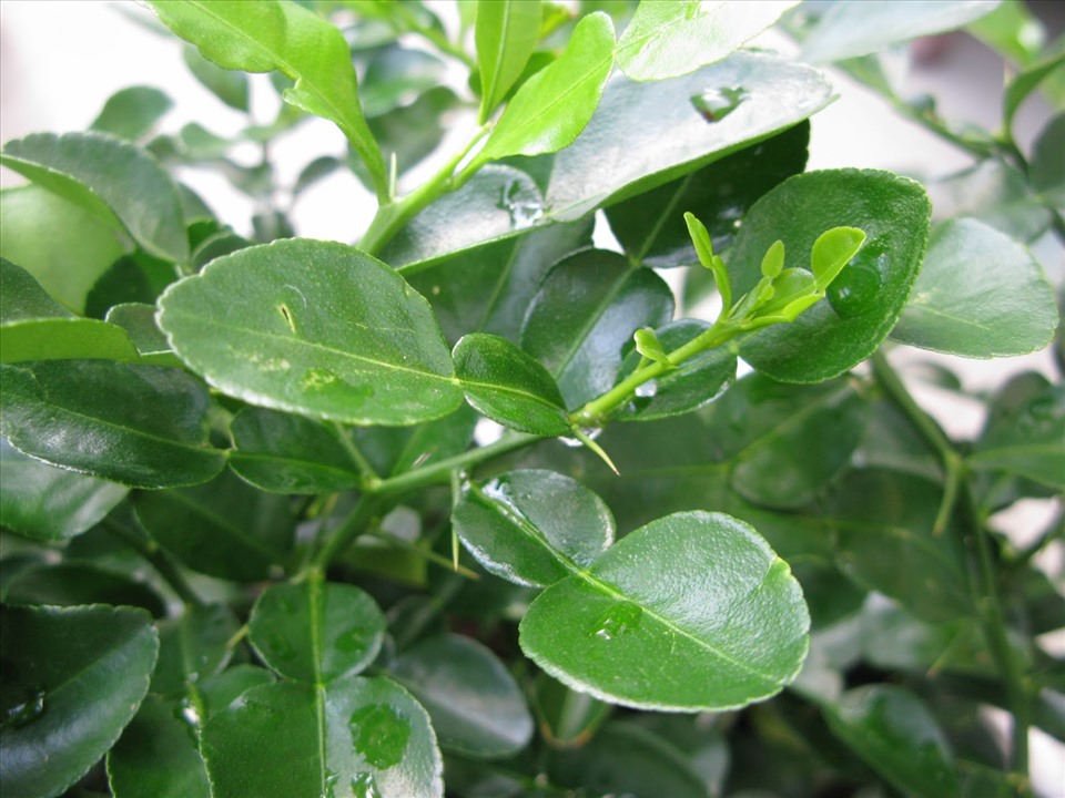 Loại lá nhiều tinh dầu với mùi thơm dễ chịu, giúp trẻ hóa, ngừa ung thư, rang với thịt gà ngon tuyệt- Ảnh 1.