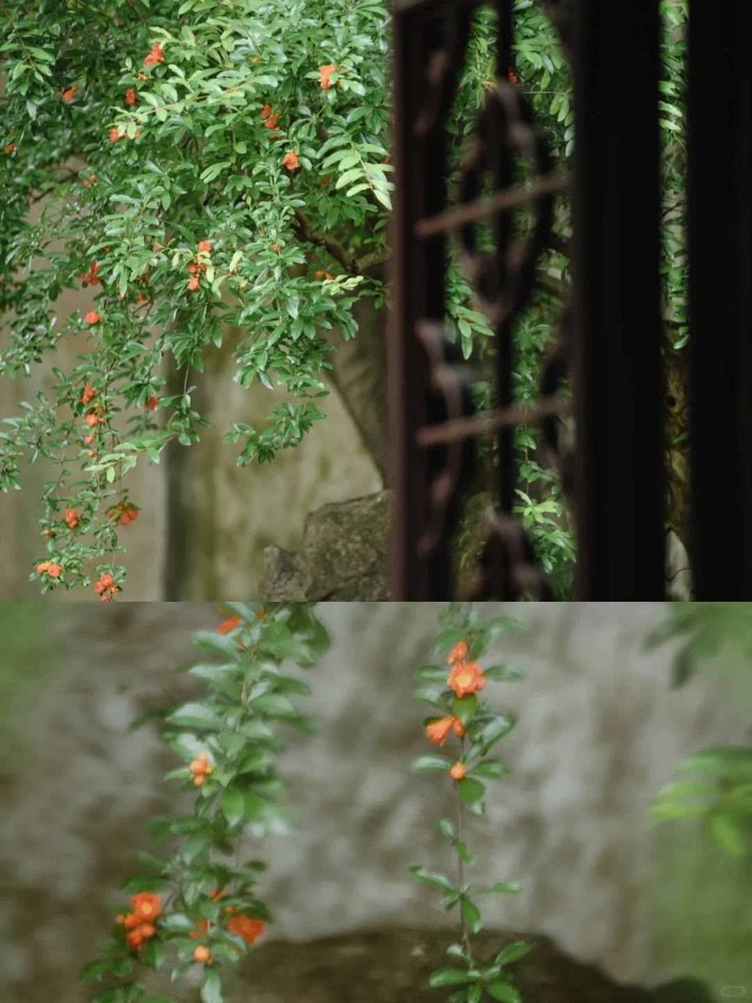 Nếu bạn có 1 khung cửa sổ, hãy trồng cây cảnh này để có góc thưởng trà đẹp mê hồn- Ảnh 11.