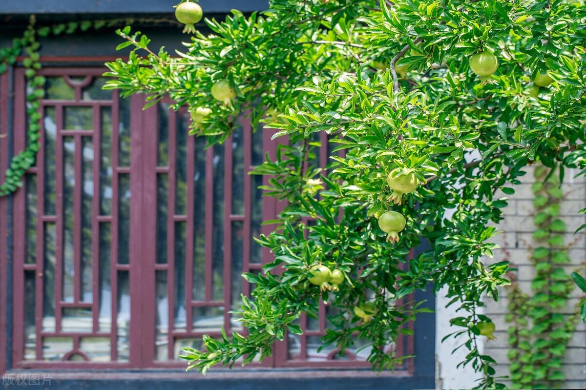 Nếu bạn có 1 khung cửa sổ, hãy trồng cây cảnh này để có góc thưởng trà đẹp mê hồn- Ảnh 12.