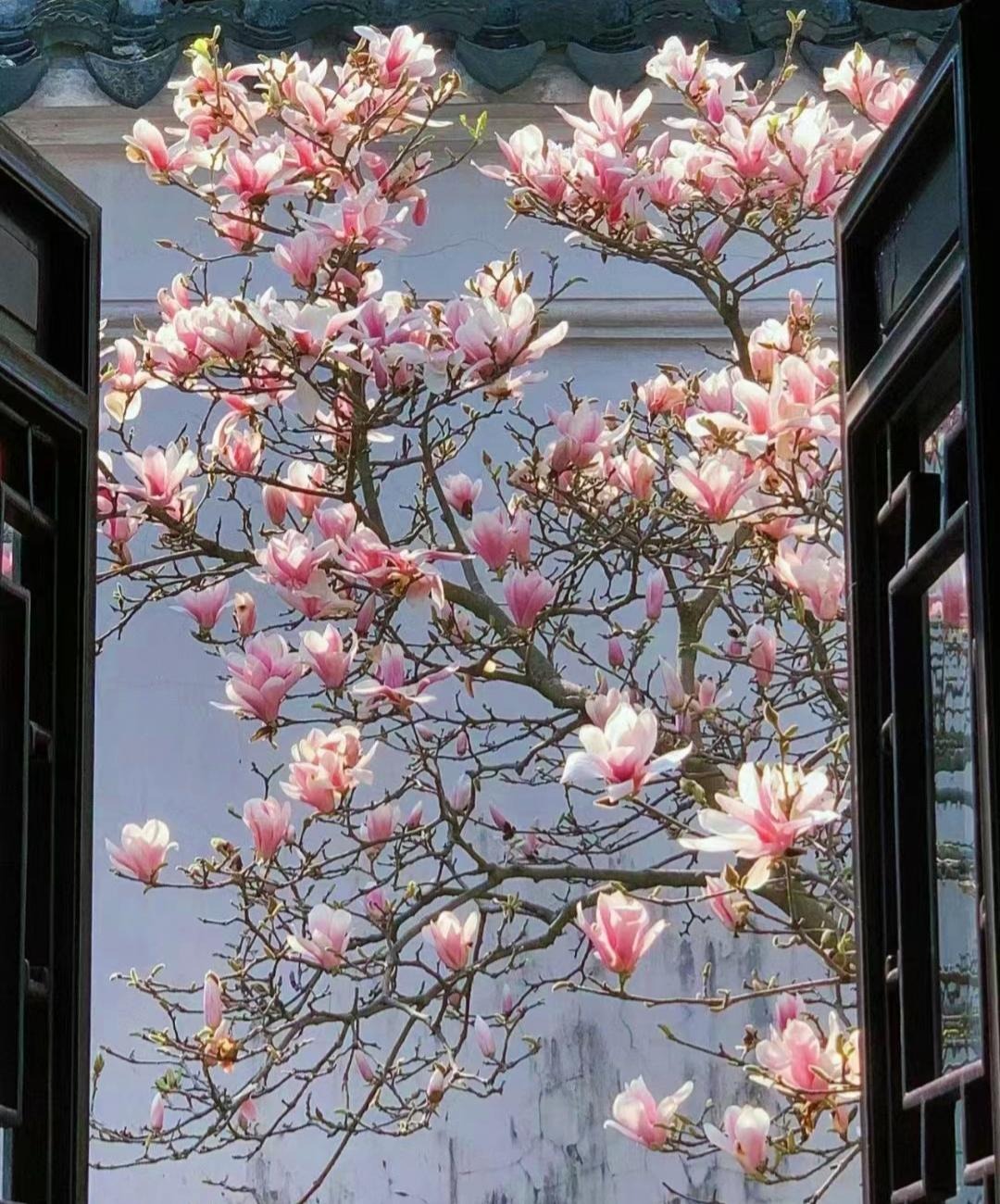 Nếu bạn có 1 khung cửa sổ, hãy trồng cây cảnh này để có góc thưởng trà đẹp mê hồn- Ảnh 2.