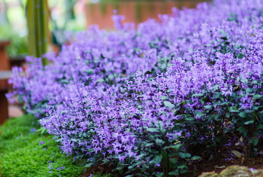 Cây cảnh quyến rũ, nở hoa 4 mùa, tím biếc, thơm ngát, giúp thanh lọc không khí, sảng khoái tinh thần- Ảnh 5.