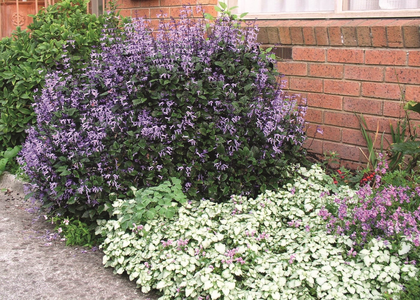 Cây cảnh quyến rũ, nở hoa 4 mùa, tím biếc, thơm ngát, giúp thanh lọc không khí, sảng khoái tinh thần- Ảnh 7.