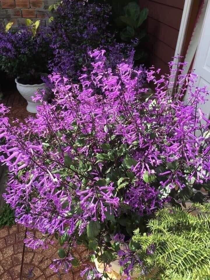 Cây cảnh quyến rũ, nở hoa 4 mùa, tím biếc, thơm ngát, giúp thanh lọc không khí, sảng khoái tinh thần- Ảnh 1.