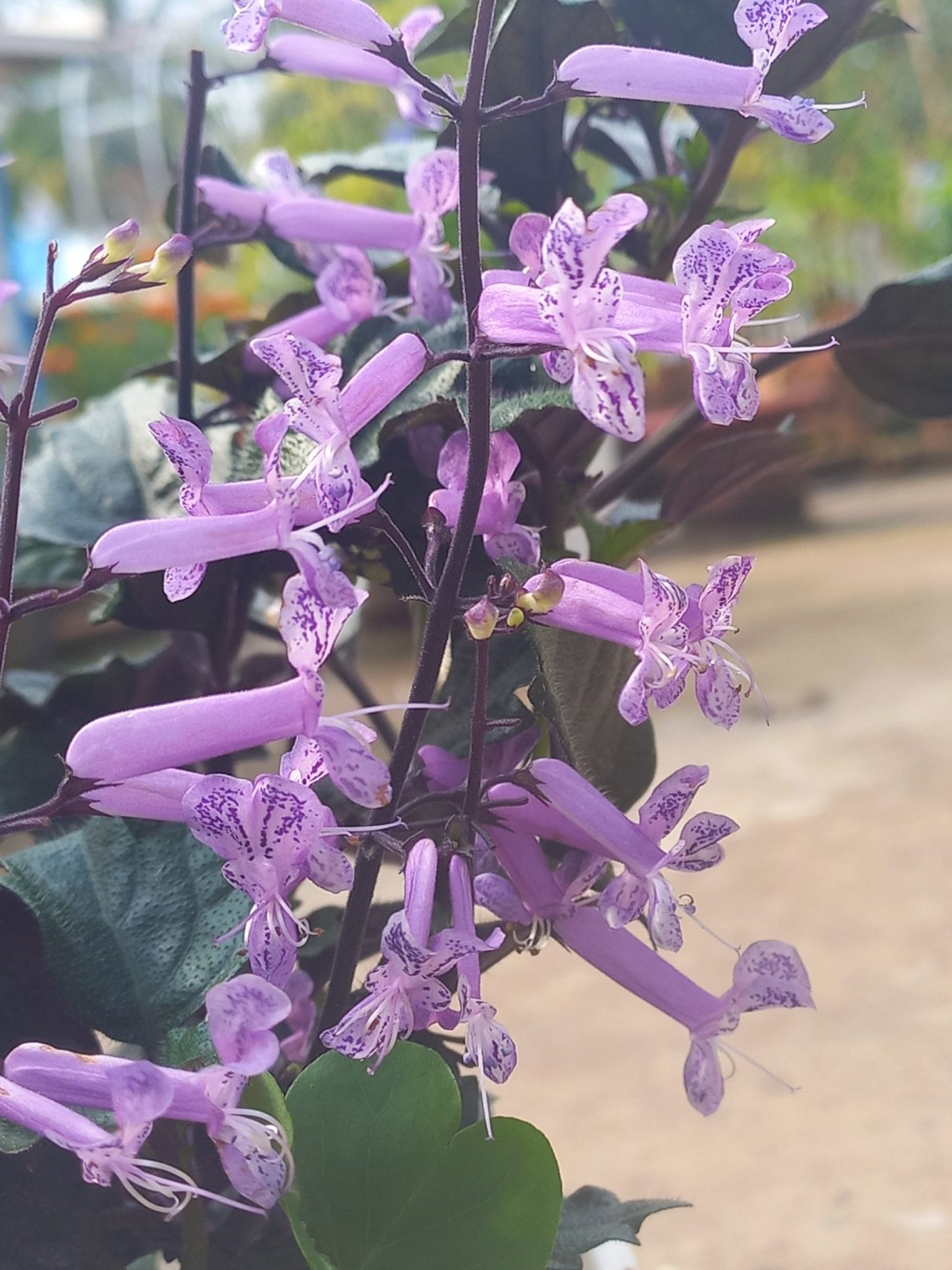 Cây cảnh quyến rũ, nở hoa 4 mùa, tím biếc, thơm ngát, giúp thanh lọc không khí, sảng khoái tinh thần- Ảnh 3.