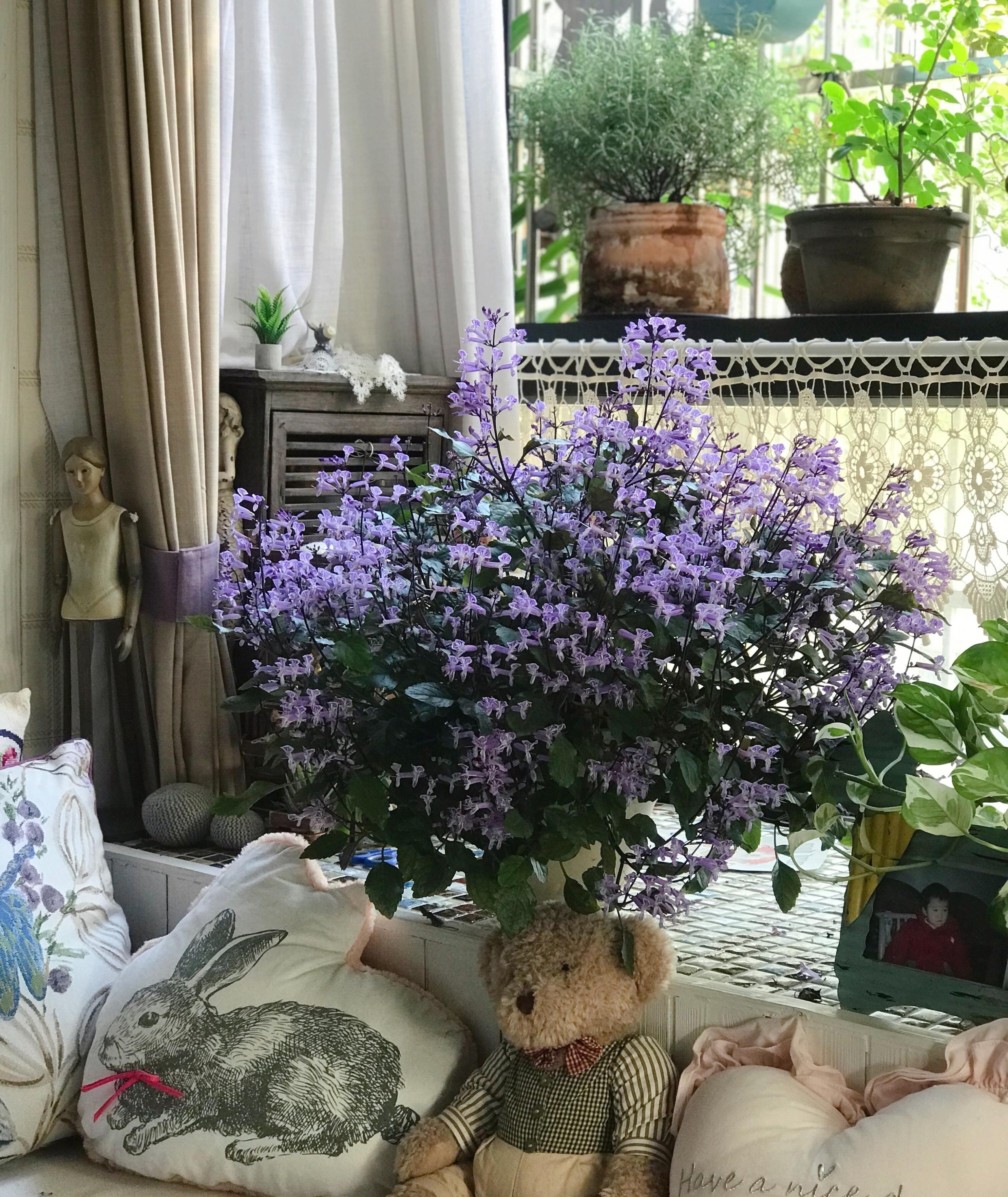 Cây cảnh quyến rũ, nở hoa 4 mùa, tím biếc, thơm ngát, giúp thanh lọc không khí, sảng khoái tinh thần- Ảnh 13.