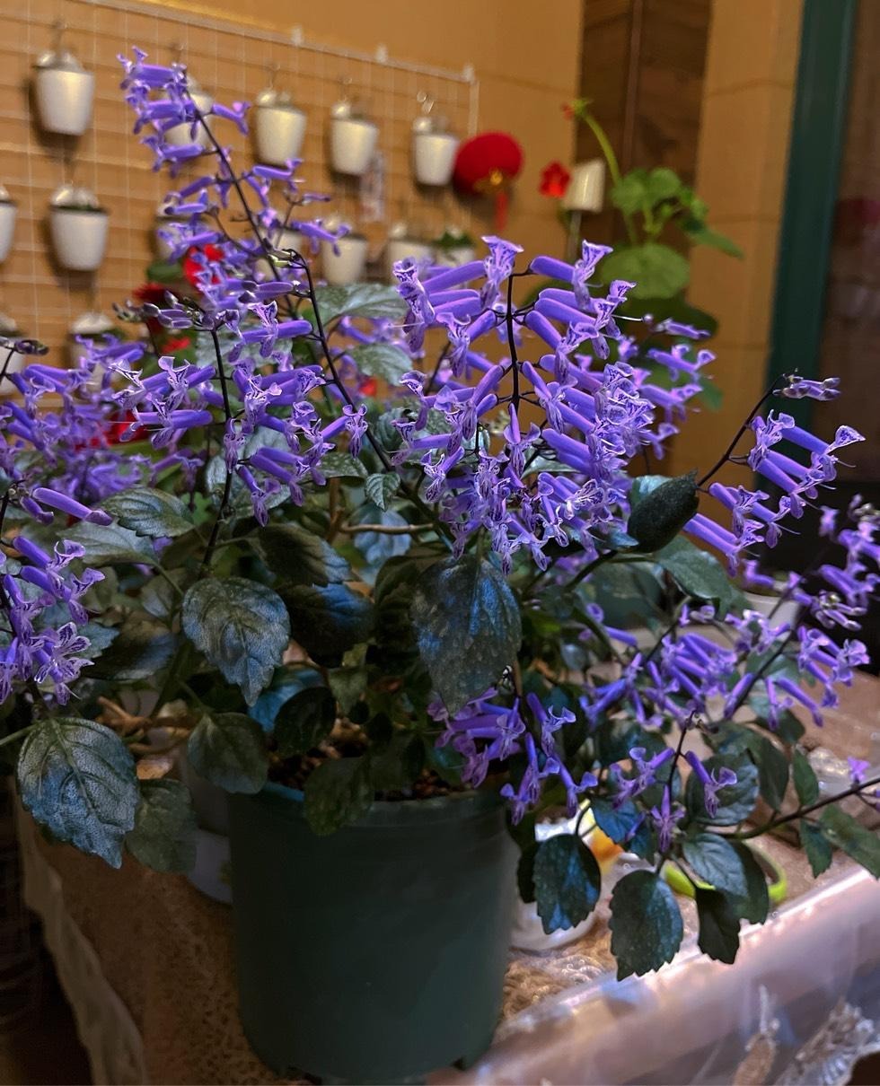 Cây cảnh quyến rũ, nở hoa 4 mùa, tím biếc, thơm ngát, giúp thanh lọc không khí, sảng khoái tinh thần- Ảnh 12.