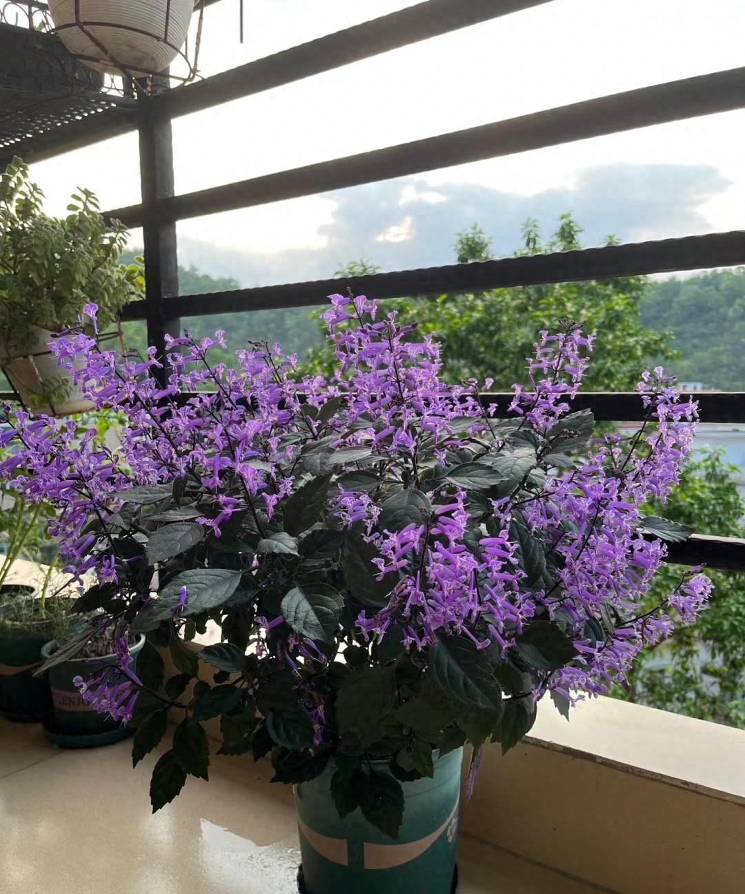 Cây cảnh quyến rũ, nở hoa 4 mùa, tím biếc, thơm ngát, giúp thanh lọc không khí, sảng khoái tinh thần- Ảnh 10.