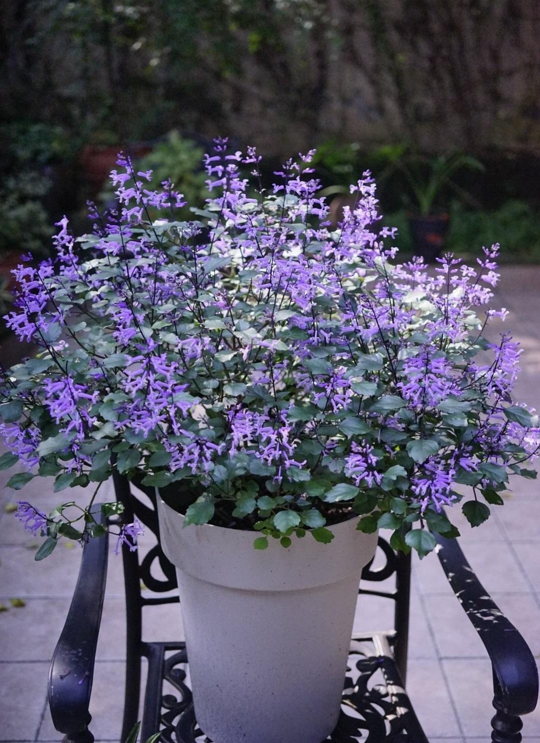 Cây cảnh quyến rũ, nở hoa 4 mùa, tím biếc, thơm ngát, giúp thanh lọc không khí, sảng khoái tinh thần- Ảnh 14.