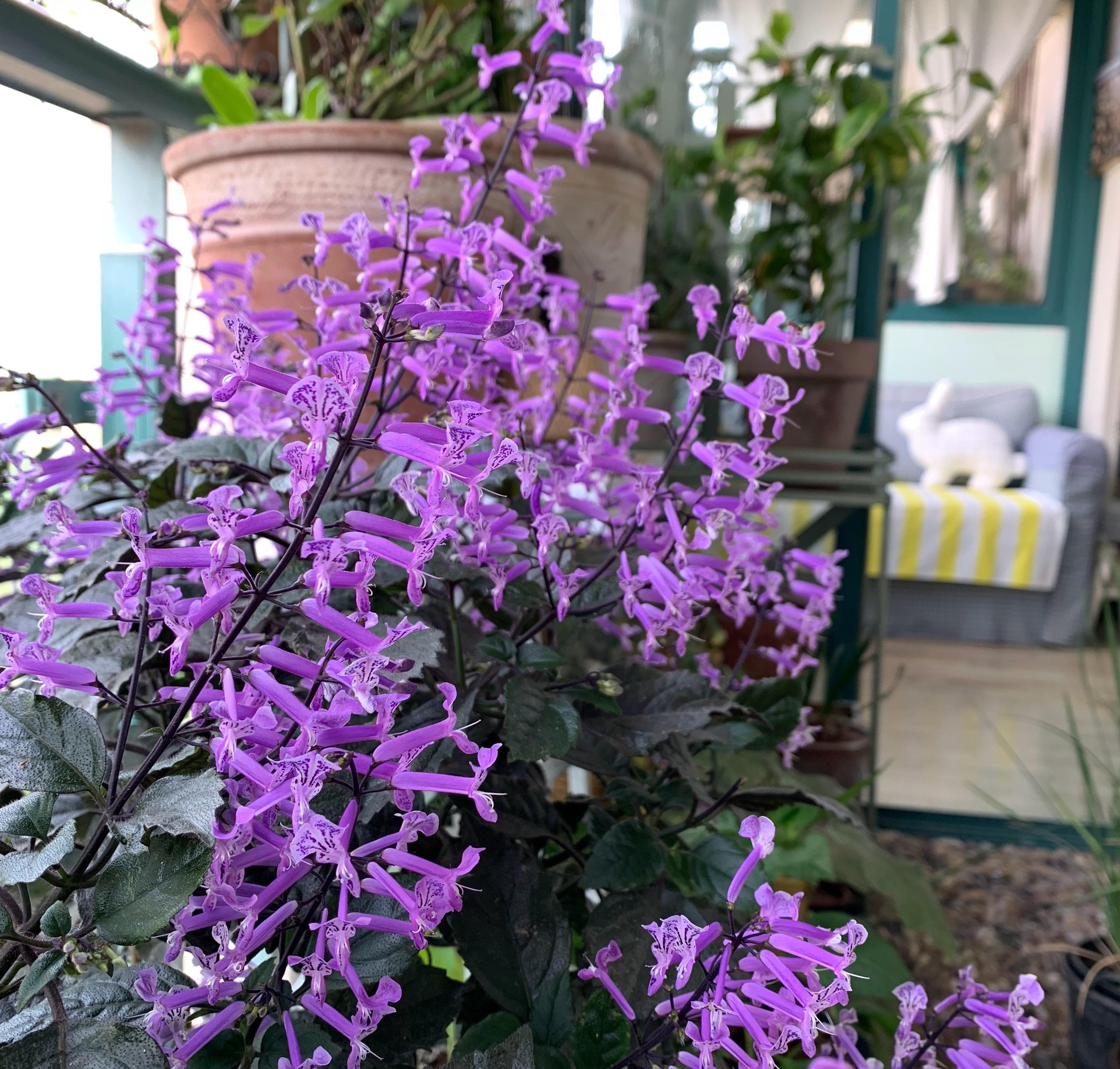 Cây cảnh quyến rũ, nở hoa 4 mùa, tím biếc, thơm ngát, giúp thanh lọc không khí, sảng khoái tinh thần- Ảnh 11.