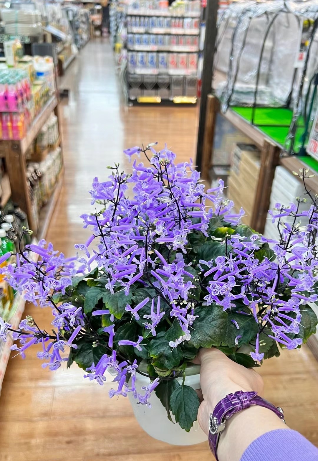 Cây cảnh quyến rũ, nở hoa 4 mùa, tím biếc, thơm ngát, giúp thanh lọc không khí, sảng khoái tinh thần- Ảnh 8.