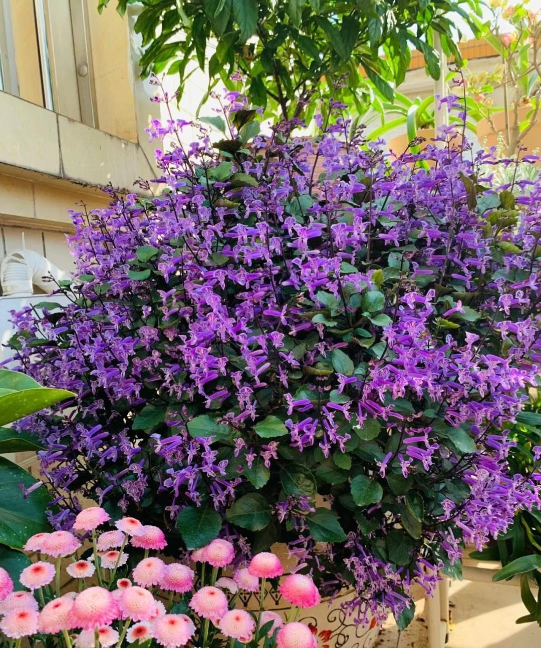 Cây cảnh quyến rũ, nở hoa 4 mùa, tím biếc, thơm ngát, giúp thanh lọc không khí, sảng khoái tinh thần- Ảnh 9.
