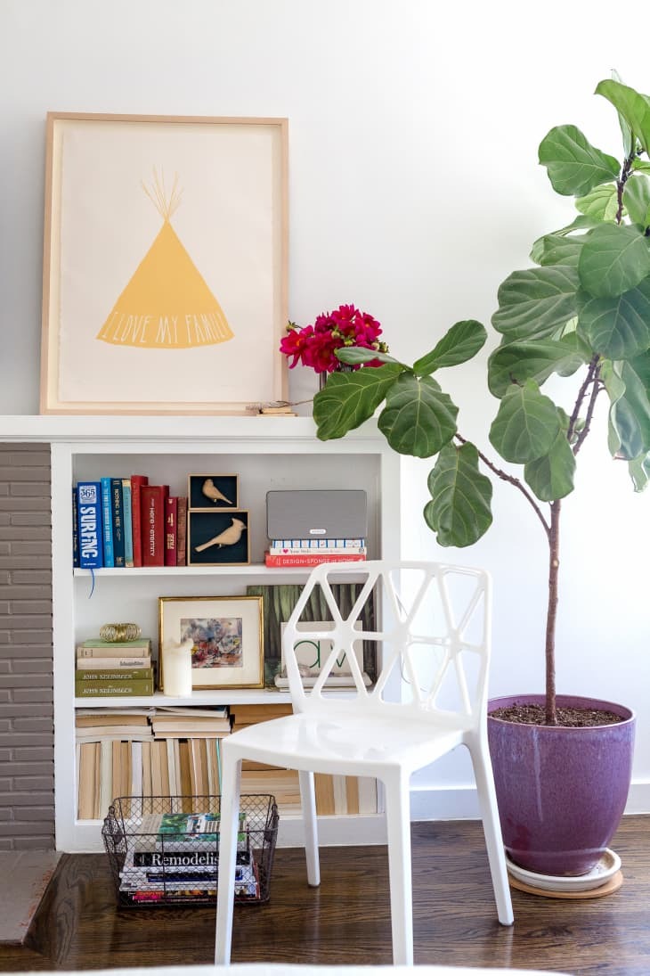 Cây cảnh cát tường, lá to như quạt, xanh tươi 4 mùa, giúp gia đình thu hút tài lộc, tích lũy của cải- Ảnh 18.