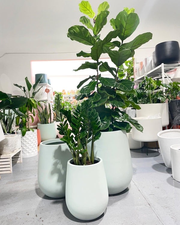 Cây cảnh cát tường, lá to như quạt, xanh tươi 4 mùa, giúp gia đình thu hút tài lộc, tích lũy của cải- Ảnh 15.