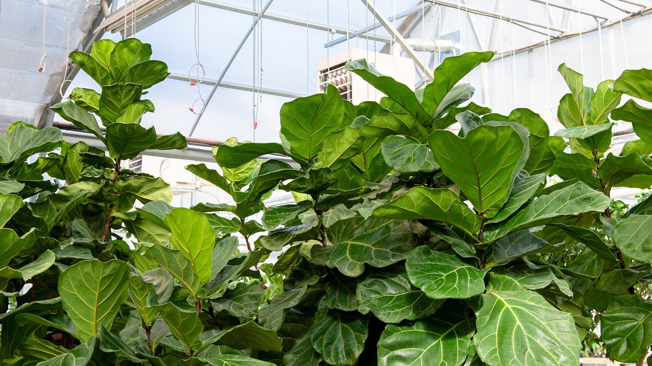 Cây cảnh cát tường, lá to như quạt, xanh tươi 4 mùa, giúp gia đình thu hút tài lộc, tích lũy của cải- Ảnh 4.